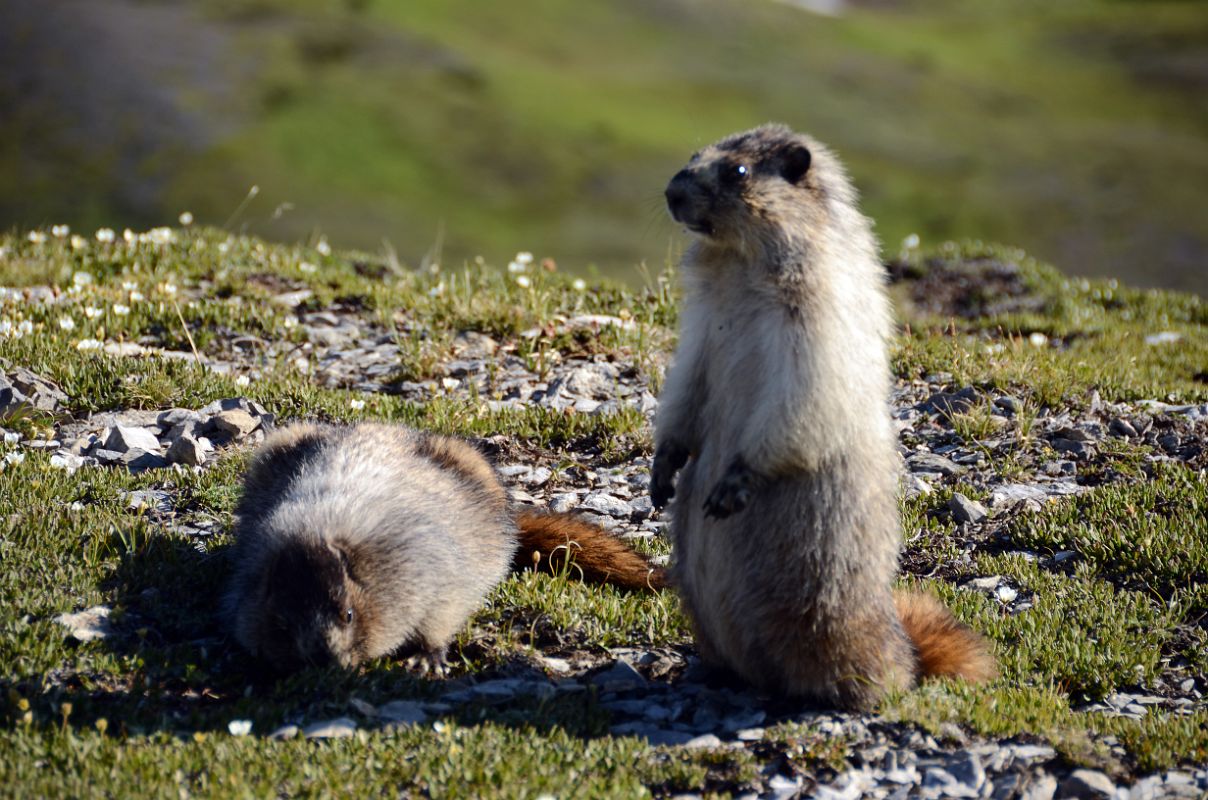 32 Marmots On The Nublet